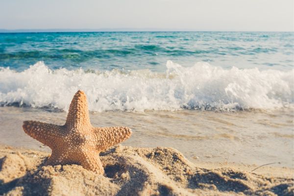 Wave crashing on a beach with starfish in the foreground for National Beach Day