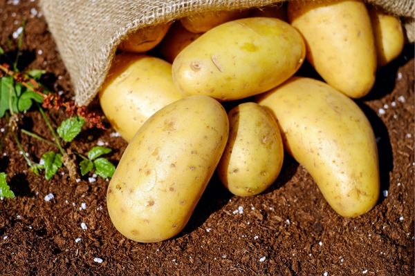 New potatoes falling out of a bag onto soil for Potato Day