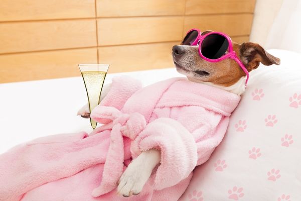Dog in a dressing gown, wearing sunglasses and holding a glass of champagne for Relaxation Day