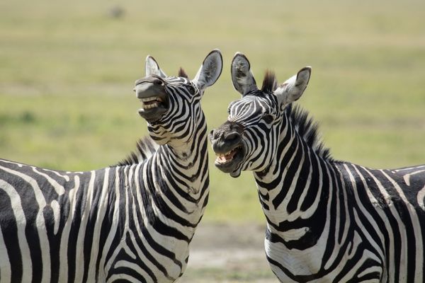 Two zebras side by side for National Tell a Joke Day