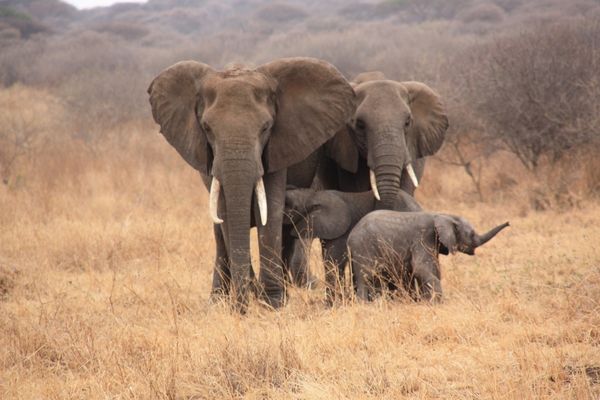 Elephant family on the savannah for World Elephant Day