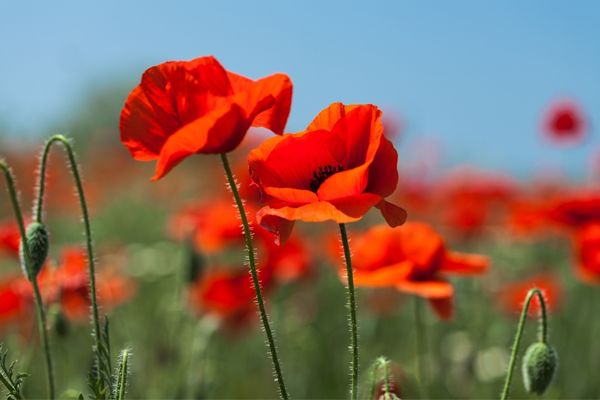 Field of poppies for World Armistice Day