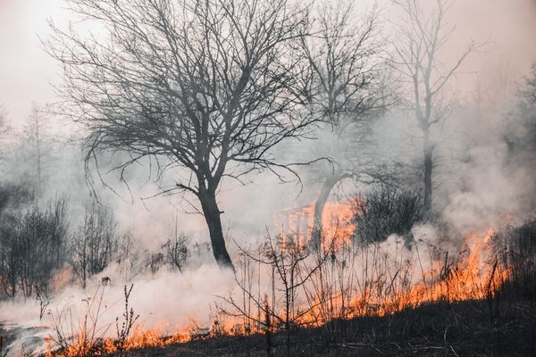 Trees caught in wild fire for International Day of Disaster Risk Reduction