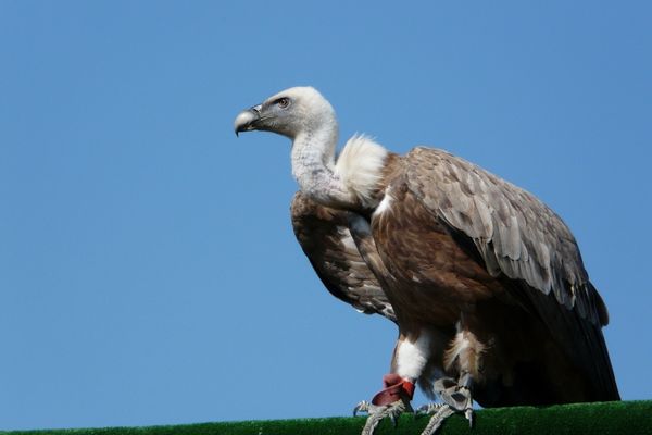 Vulture against a blue sky for International Vulture Day