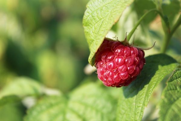 Raspberry resting on green leaf for Raspberry Cavernoma Awareness Day