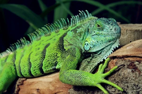 Close up image of green iguana for Reptile Awareness Day