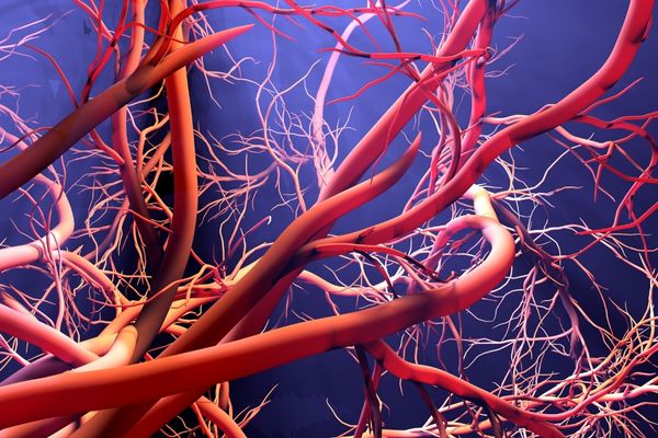 Image of red blood vessels for Vascular Disease Awareness Month