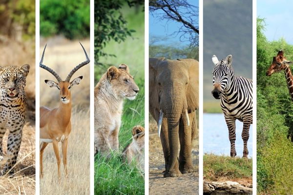 6 panel photo with an different animal in each panel for World Animal Day