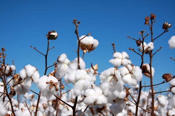 Cotton plants against blue sky for World Cotton Day