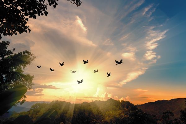 Birds flying against a sunset for World Freedom Day