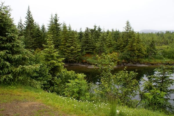 Lake surrounded by green trees for World Habitat Day