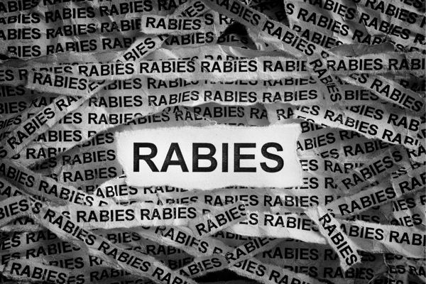 Graphic showing the word "Rabies" in newspaper print with one large piece of text in the middle for World Rabies Day