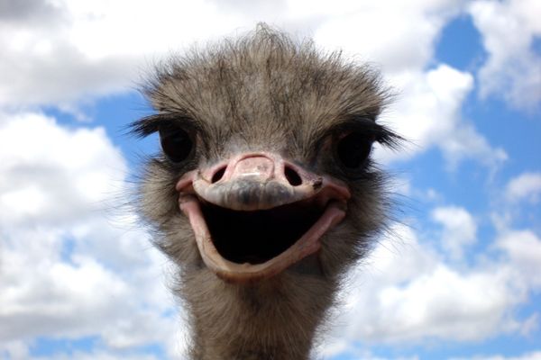 Smiling ostrich against a cloudy blue sky for World Smile Day