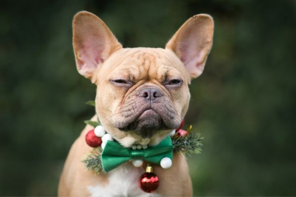 Grumpy dog with a Christmas wreath around its neck for Bah Humbug Day