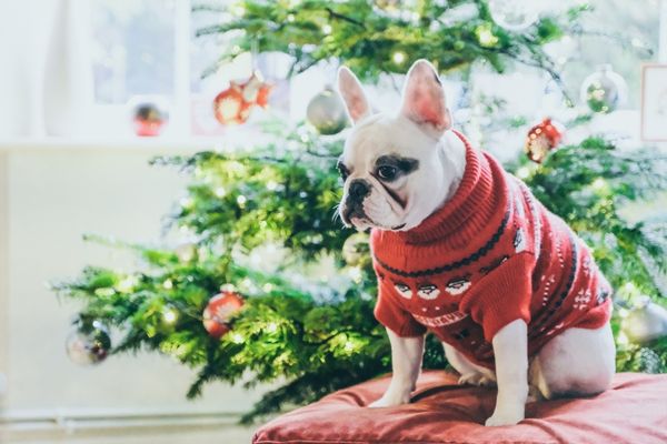 Dog wearing a Christmas Jumper in front of a Christmas tree for Christmas Jumper Day