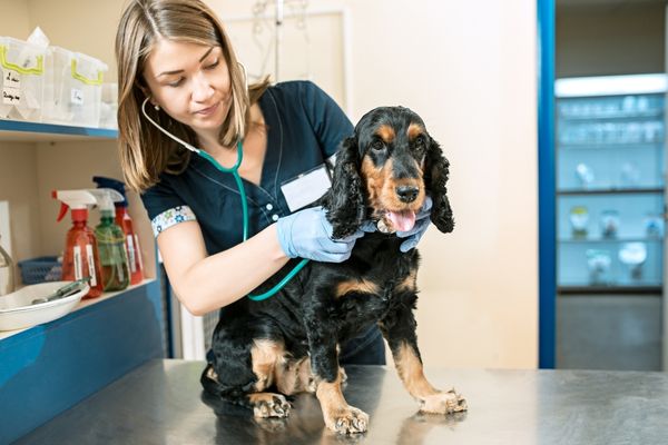 Vet holding a stethoscope to a dog for Day of Veterinary Medicine