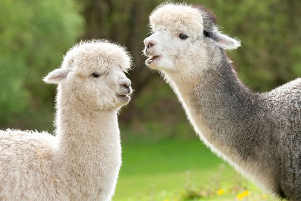 Two llamas for Llama Day