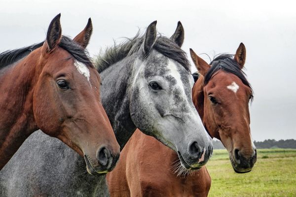 Three horses for National Horse Day