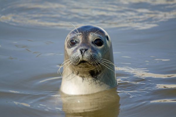 A sea popping its head out of the water for National Mammal Week.