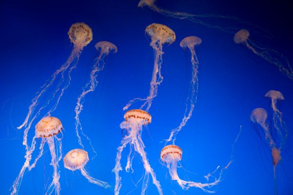 World Jellyfish Day