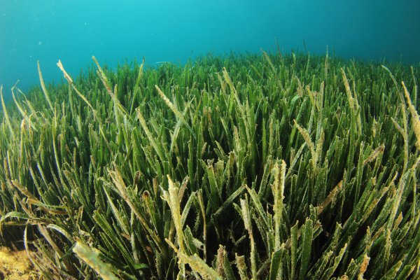 Photo of seagrass for World Seagrass Day 1st March every year