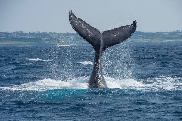 World Whale Day