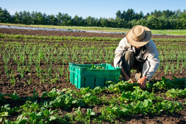 Open Farm Sunday