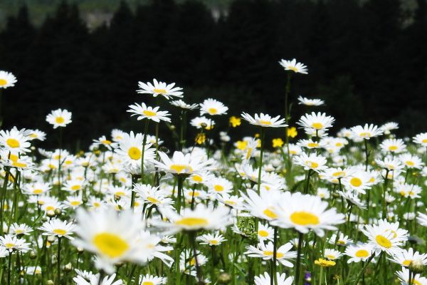 A field of daisies