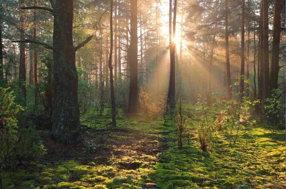 Sun shines through the trees in a forest for FCS Forest Week