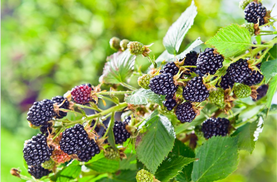 Blackberries growing on a bush. Blackberry Day