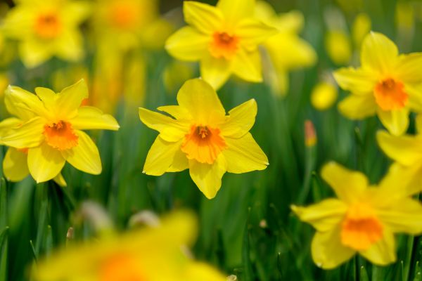 Daffodils for Daffodil Day