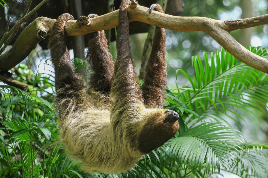 A sloth hangs upside down to celebrate International Sloth Day