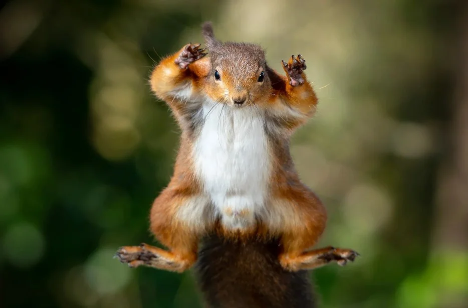 A squirrel jumping with joy for Squirrel Awareness Month