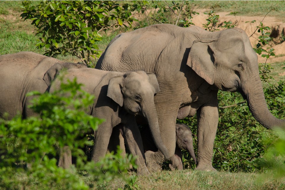 Generations of elephants for World Wildlife Conservation Day